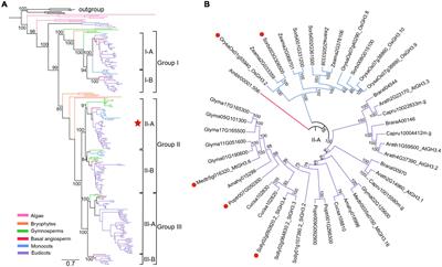 Dual Roles of OsGH3.2 in Modulating Rice Root Morphology and Affecting Arbuscular Mycorrhizal Symbiosis